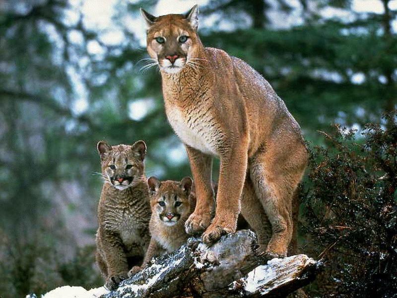 CATS14-Cougars-mom and 2 babies.jpg