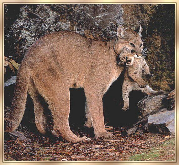 Cougar 02-Mom-Carrying-Baby-In Mouth.jpg