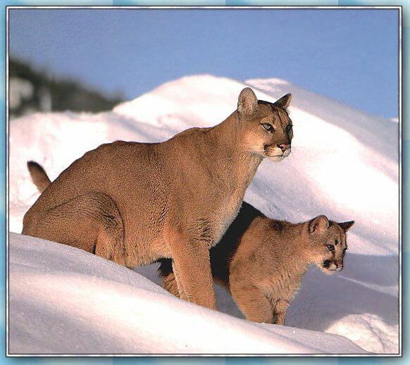 Cougar 04-Mom and Young on Snow Hill.jpg