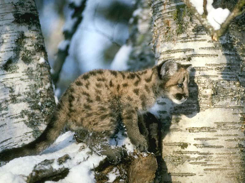 Cougar 159029-cub on snow tree.jpg
