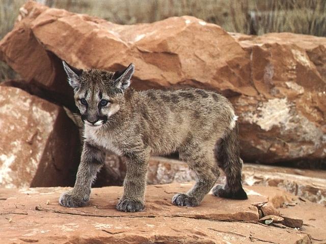 Cougar cub-on rock-from New Mexico.jpg