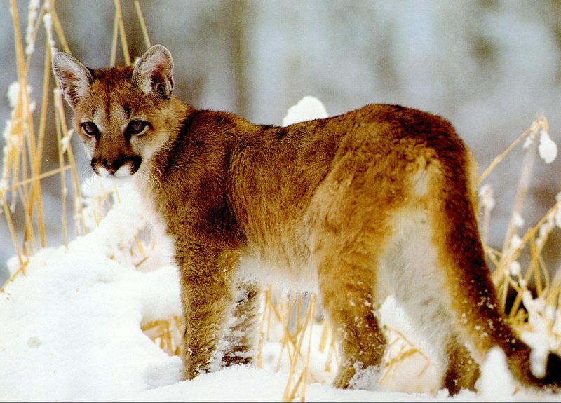 cougar cub-standing on snow-looks back.jpg