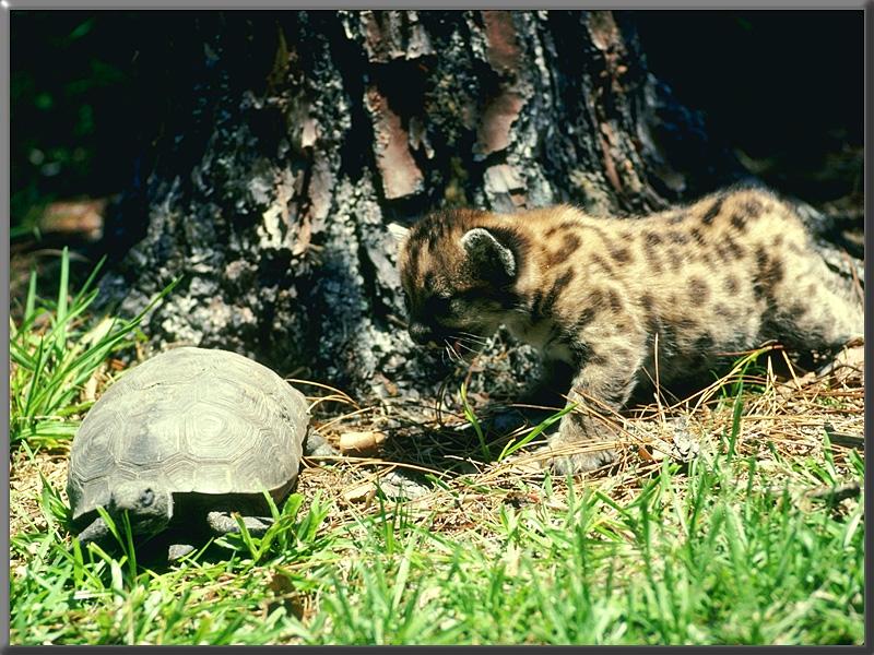 Cougar Young-meets Wood Turtle.jpg