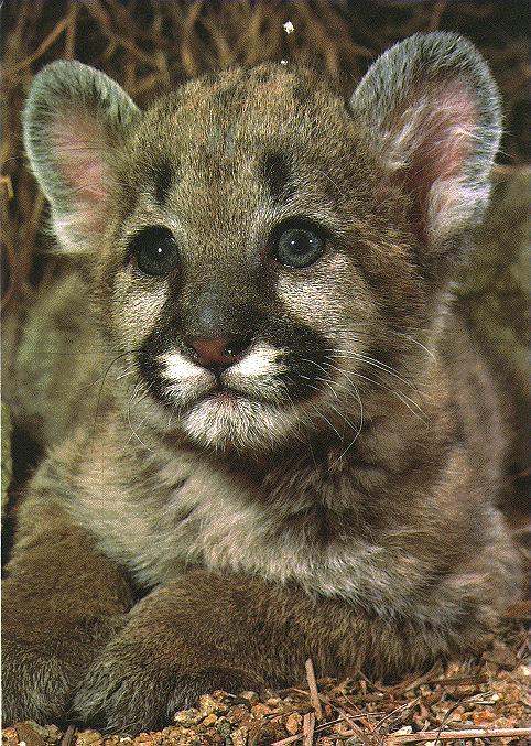 cougar cub-6.jpg