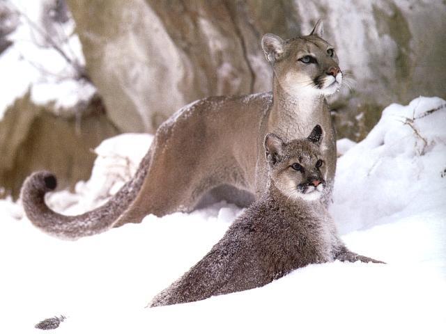 cougarz-Mom and baby on Snow.jpg