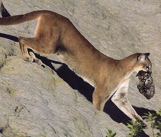 wildcat02-Cougar-mom carrying baby-down hill.jpg