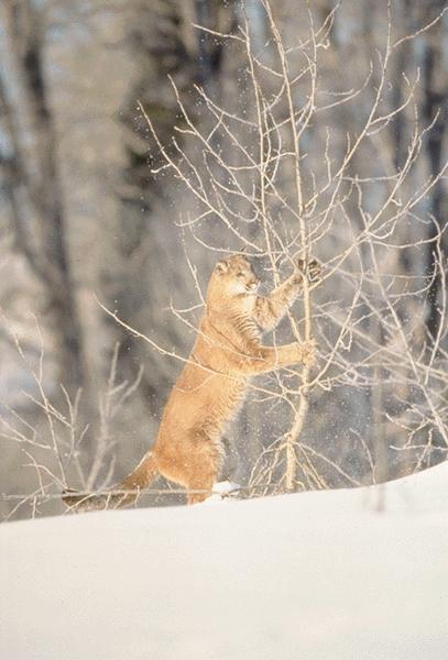15600004-Cougar Standing Snow.jpg