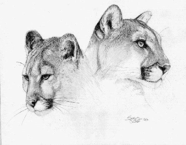2 Cougars Heads-Drawing.jpg
