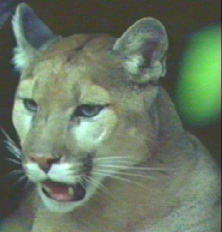 bigcat04-Cougar-Face Closeup.jpg