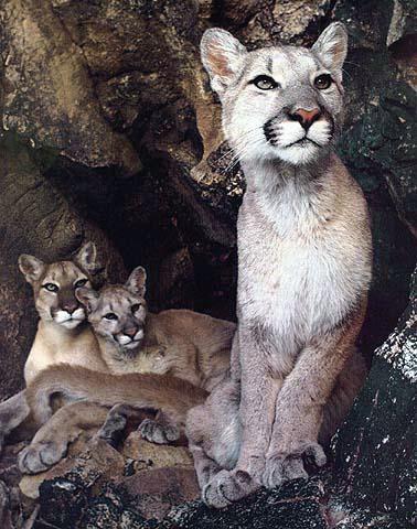 BigCat08-Cougar Family-Mom and 2 Young.jpg