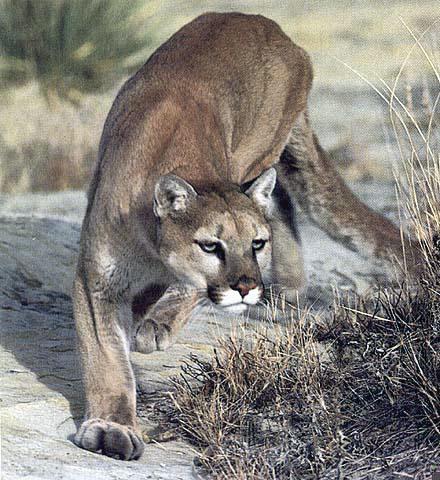 BigCat13-Cougar-Watching.jpg