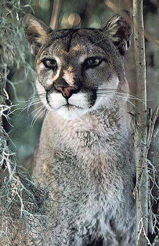 BigCat14-Cougar-Portrait.jpg