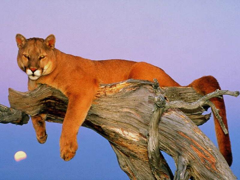 CATS01-Cougar-resting on tree.jpg