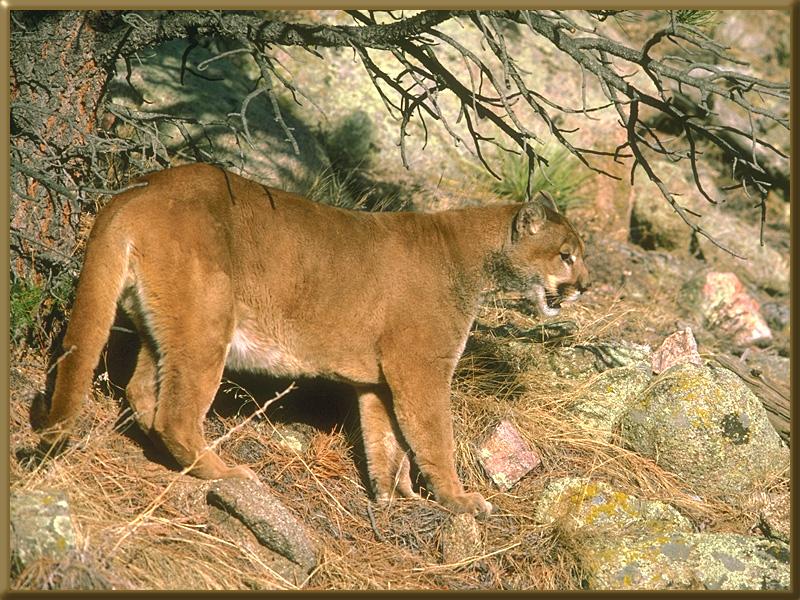 Cougar 019-On Cliff-Looks Down.jpg