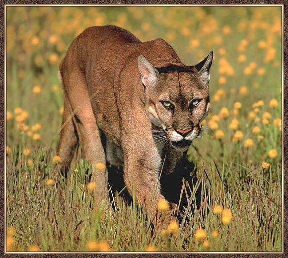 Cougar 01-Walking-Flower Field.jpg