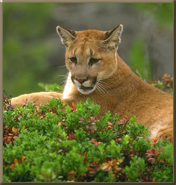 Cougar 066-Sitting in bush.jpg