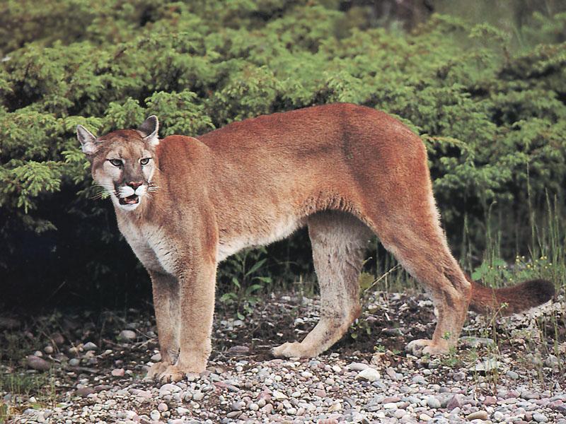 Cougar 109-Before forest-On pebbles.jpg