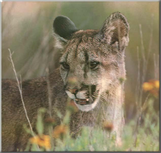 Cougar 114-Face Closeup in Bush.JPG