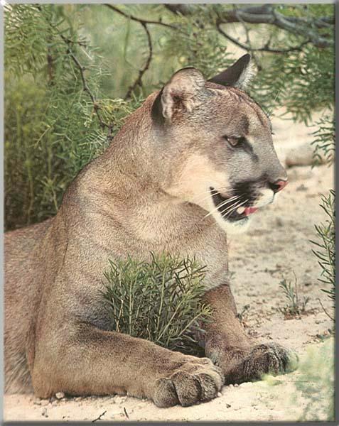 Cougar 115-Sitting in bush-Closeup.jpg
