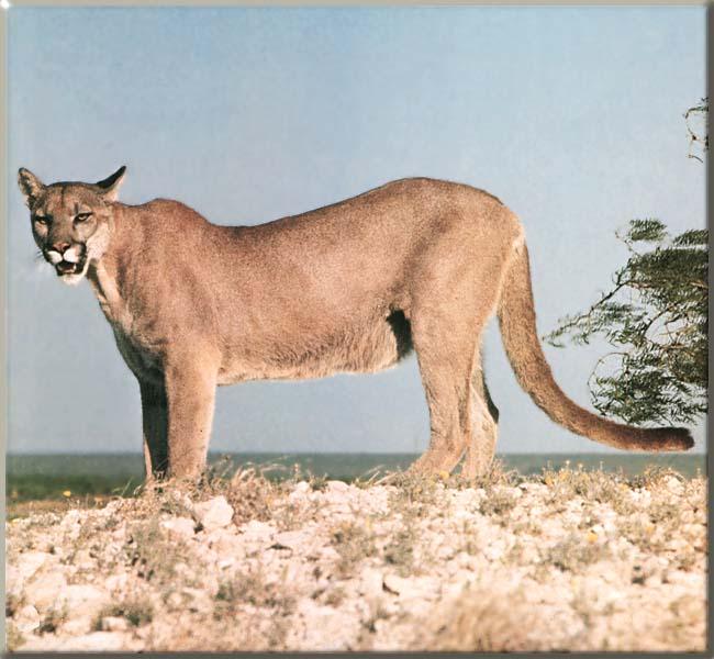 Cougar 116-Standing on pebbled plain.JPG