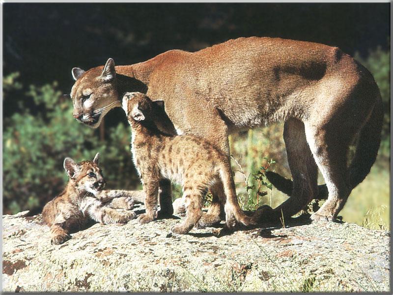 Cougar 123-Mom and 2cubs on rock.JPG