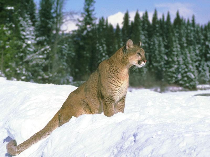Cougar 136046-sitting on snow.jpg