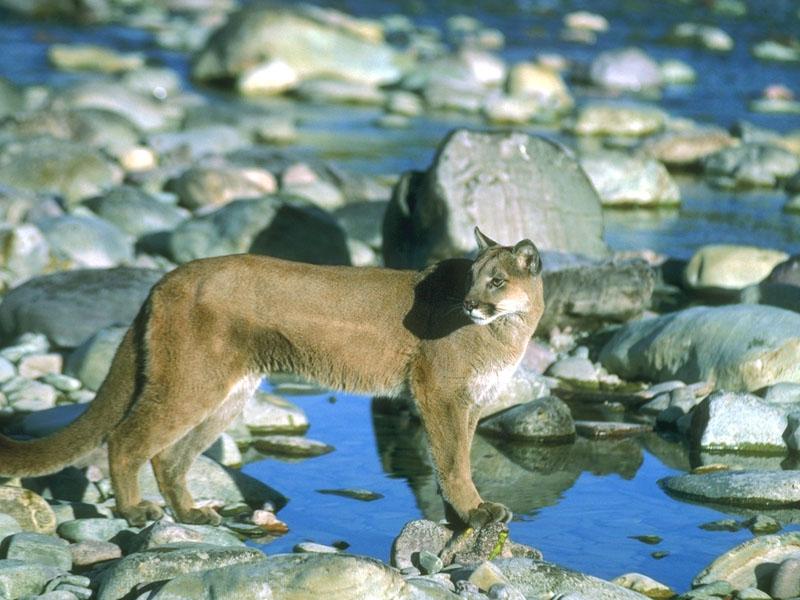 Cougar 136072-standing on stream bank.jpg