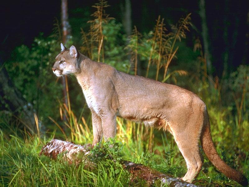Cougar 136097-standing in forest.jpg