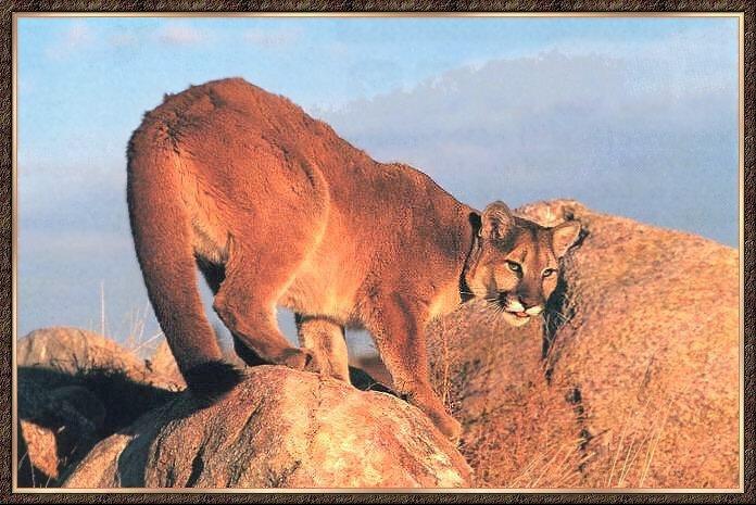 Cougar 16-Looking back on Rock.jpg