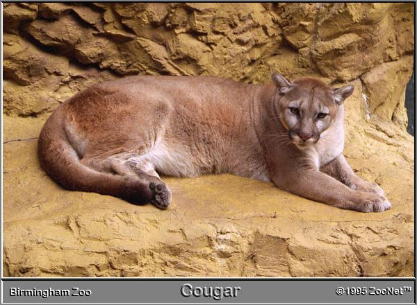 cougar Birmingham Zoo.jpg
