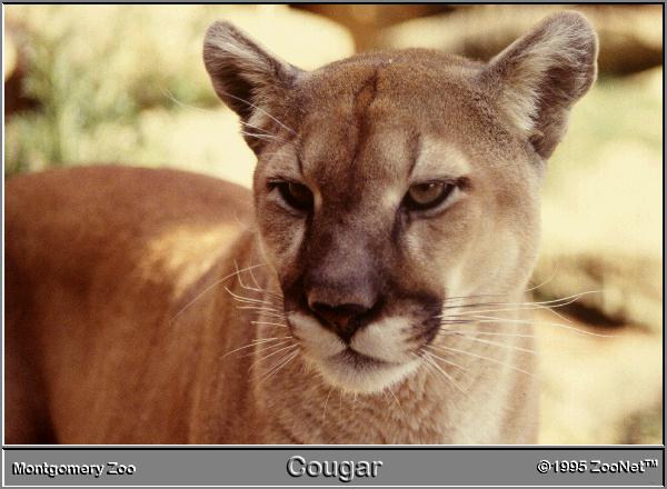 cougar Montgomery Zoo.jpg