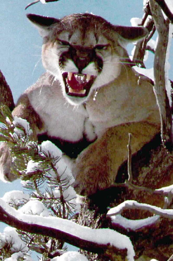 Cougar01-Roaring on Snow Tree.jpg