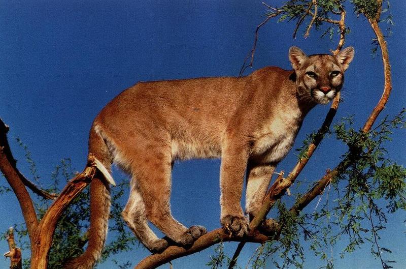 cougar02gt-Standing on tree.jpg