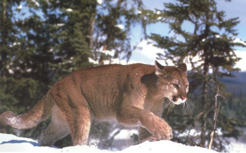 Cougar1-on snow-by Joel Williams.jpg
