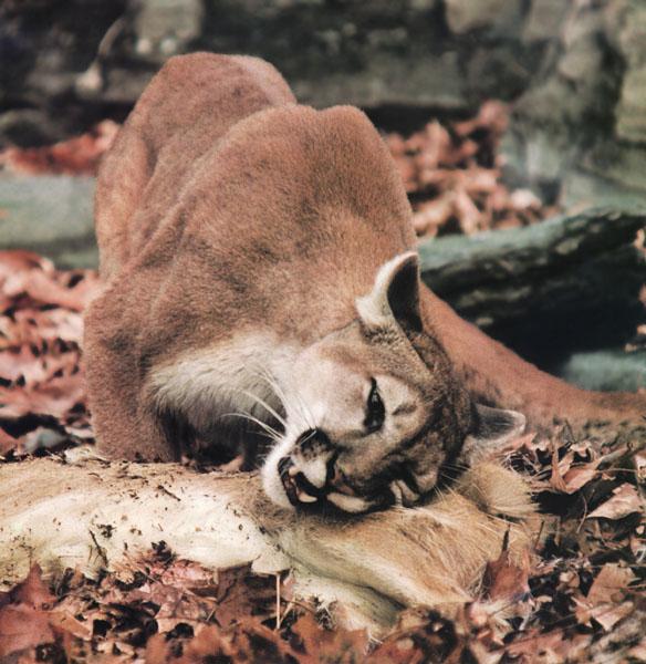 cougar2-Killed a prey.jpg