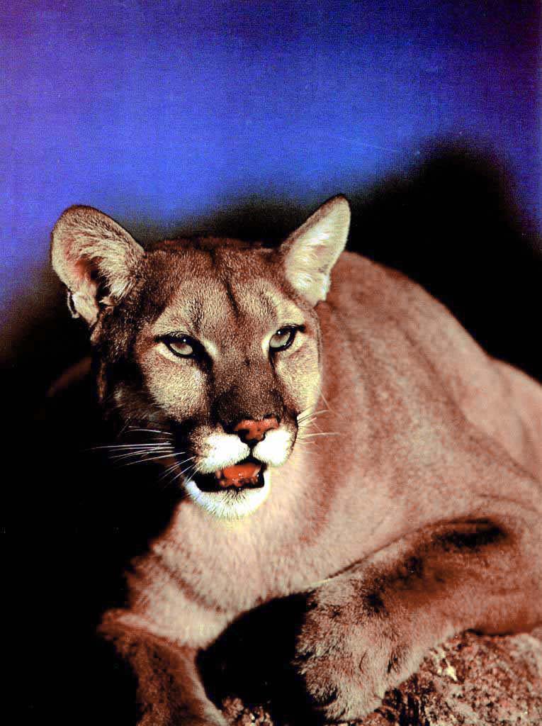 Cougar3-face closeup.jpg