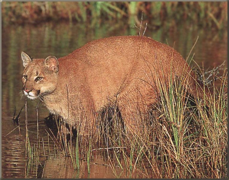 cougar89-In Swamp.jpg