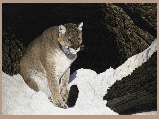 Cougar-Sitting On Snow Rocks.jpg