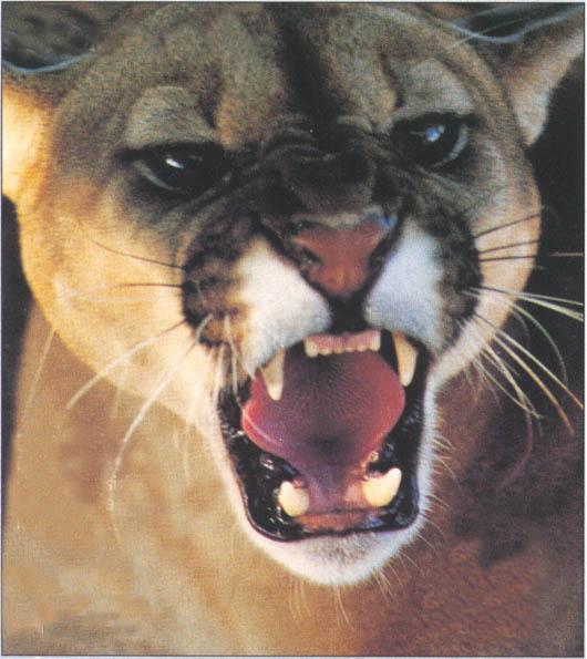Cougar Snarls-face closeup.jpg