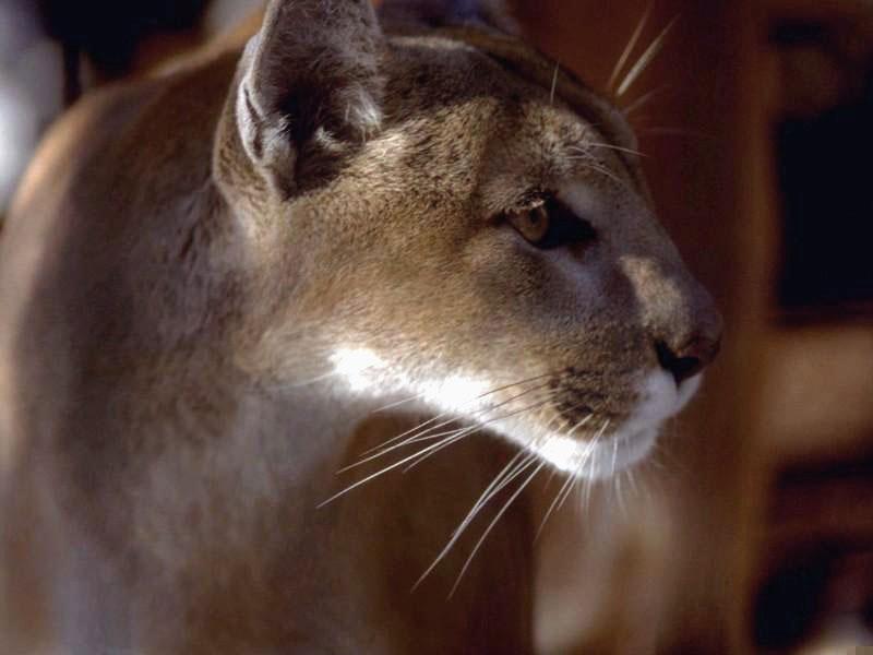 Cougar-sv2-Right Face-Closeup.jpg