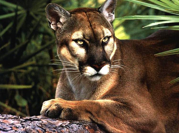 DDS-Cougar resting-closeup-by Joel Williams.jpg