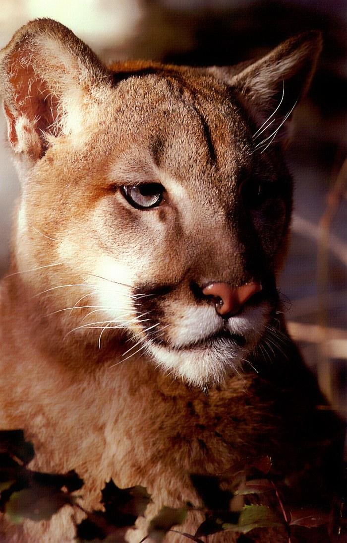 p-wc60-Cougar-face closeup.jpg