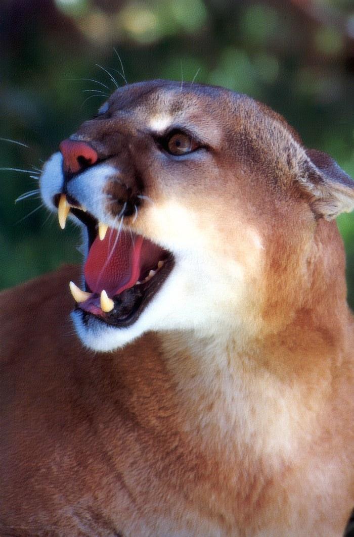 p-wc68-Cougar-snarling face closeup.jpg