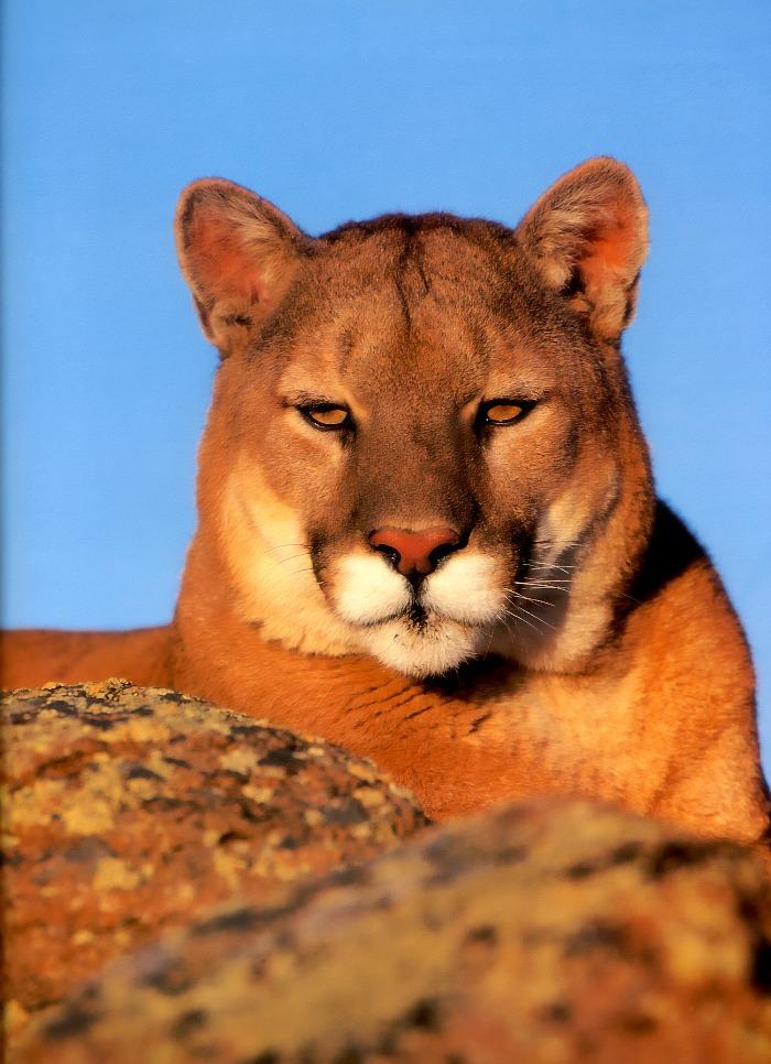 p-wc93-Cougar-face closeup on rock.jpg