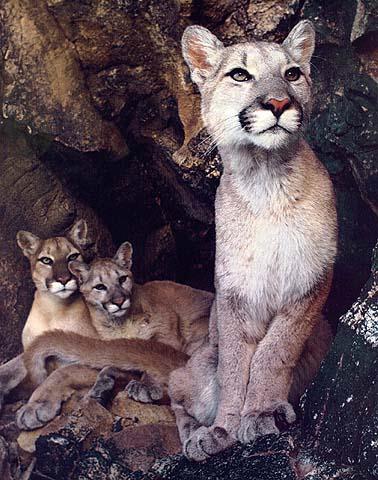 wildcat08-cougars.jpg