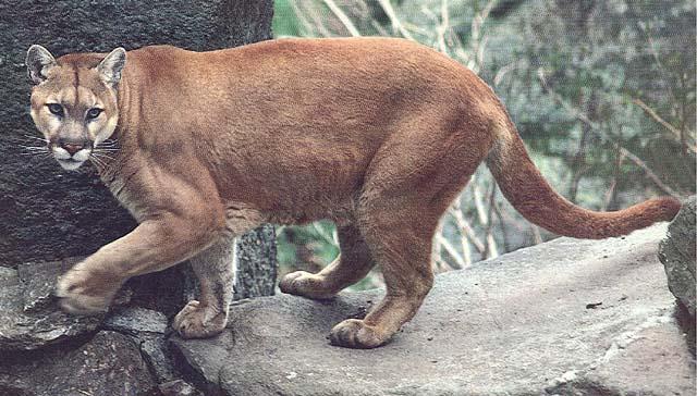 wildcat12-cougar.jpg