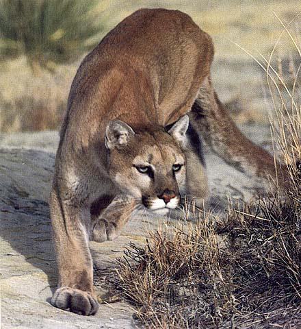 wildcat13-cougar.jpg