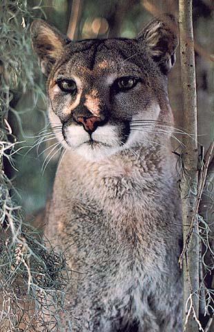 wildcat14-cougar.jpg