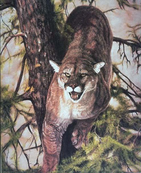 WildLife Art-Cougar-On Tree-K-mount.jpg