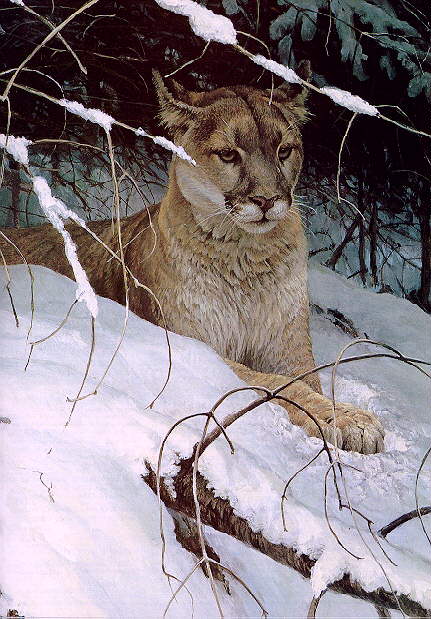 Wswart23-Cougar Lies Down On Snow.jpg